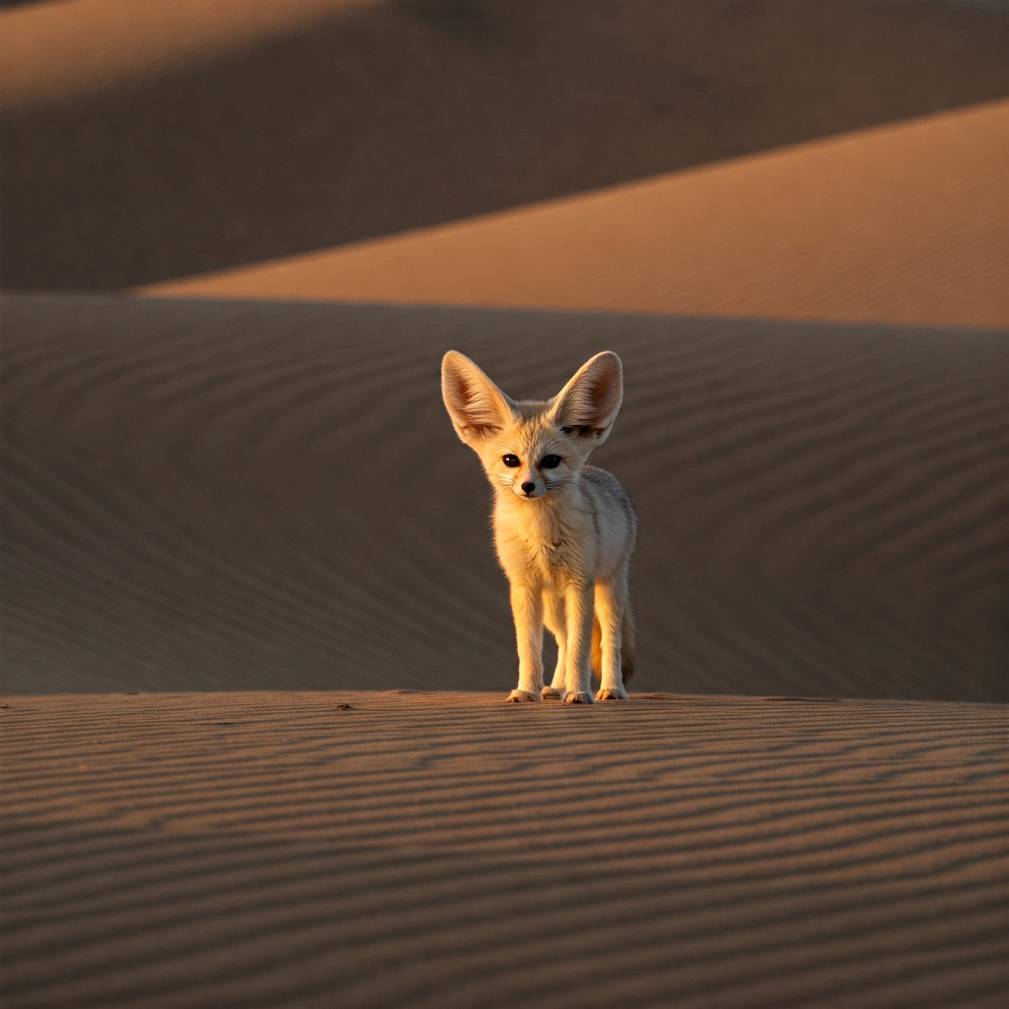 photo of Fennec Fox in a Desert Landscape
